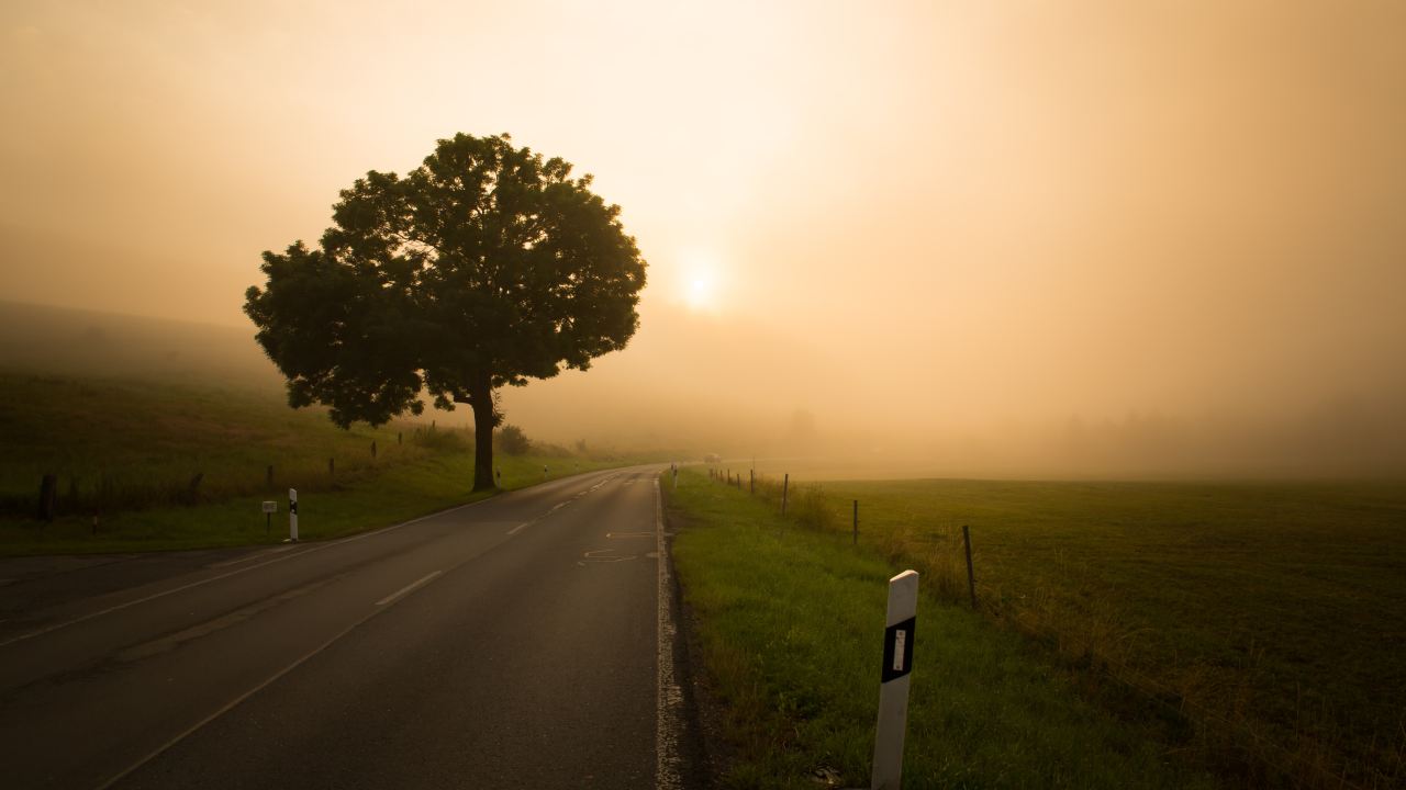 Image of a road stretching out into the distance with a misty horizon and a large tree just off-center to the left.