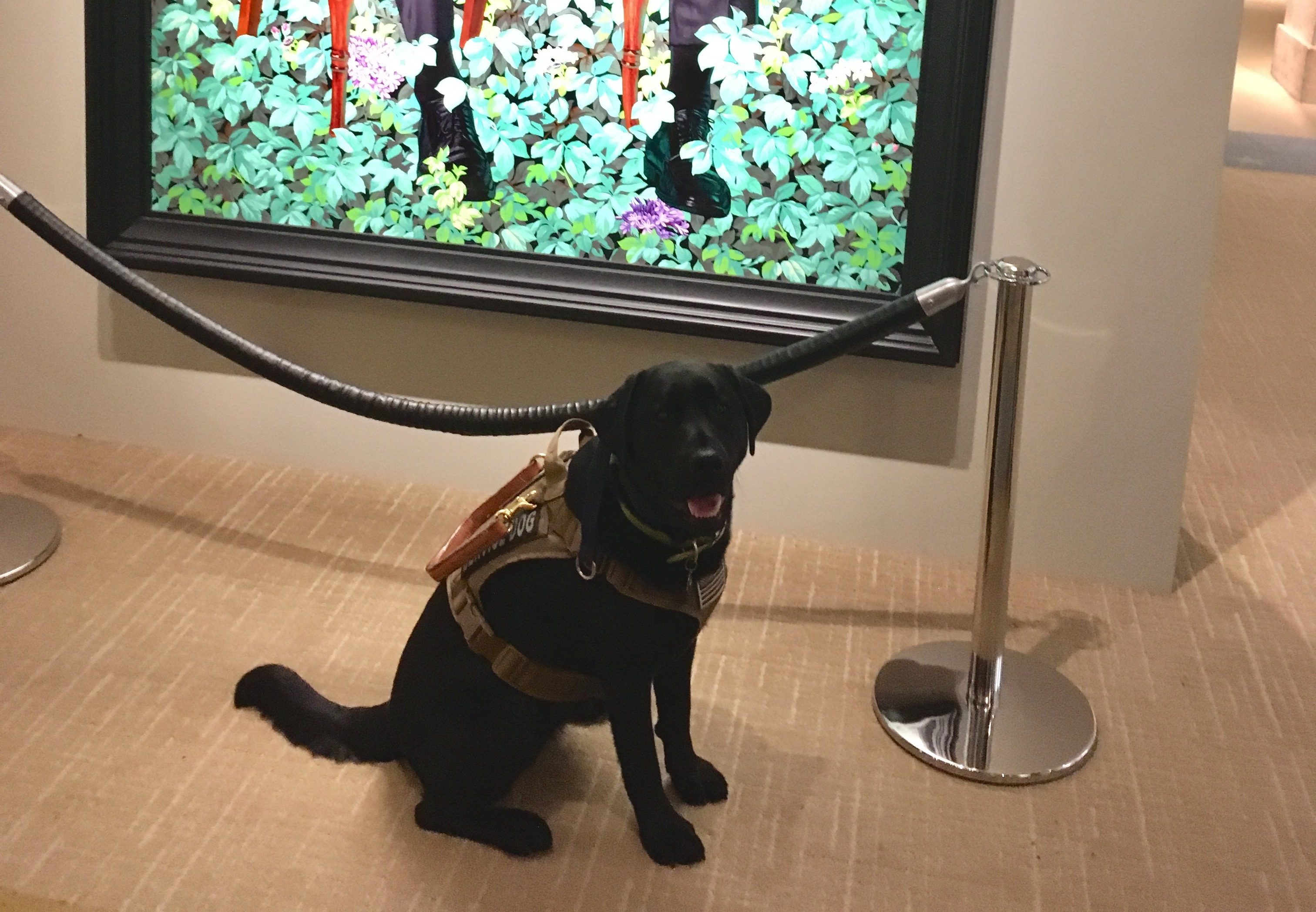 alliance of therapy dogs renewal