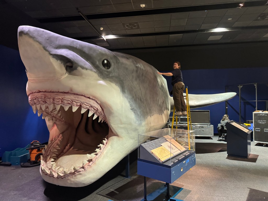 A person standing on a ladder to reach the top of a large shark model