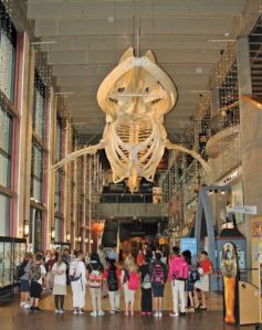 A group of children and adults gather around an entry desk with a large whale skeleton hanging above. 